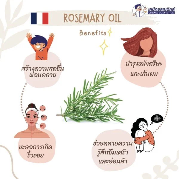 Rosemary Oil (France) น้ำมันหอมระเหยโรสแมรี่ ธรรมชาติ เข้มข้น 100% จากฝรั่งเศส เป็นสารต่อต้านอนุมูล สารต่อต้านแบคทีเรีย ฆ่าเชื้อ รักษาสิว รังแค และกลาก ควบคุมความมันและกระตุ้นหนังศีรษะ ใช้ในการดูแลผิวและสูตรดูแลเส้นผม - Image 2