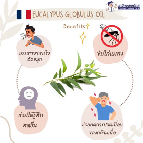 Alternative view of Eucalyptus Globulus Oil น้ำมันหอมระเหยยูคาลิปตัส ช่วยทำให้ทางเดินหายใจโล่งสะดวกมากขึ้น มีฤทธิ์ในการฆ่าเชื้อโรคและป้องกันการเกิดของเชื้อรา แบคทีเรีย ช่วยบรรเทาอาการอักเสบจากแมลงสัตว์กัดต่อย