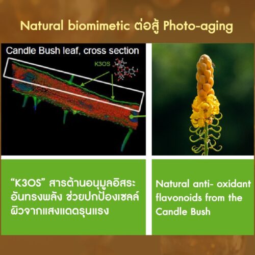 DN-Age LS 9547 สารสกัดใบเห็ดชุมเทศ ลดการเกิดผมหงอก/ต่อต้านริ้วรอยจากแสงแดด - Image 3