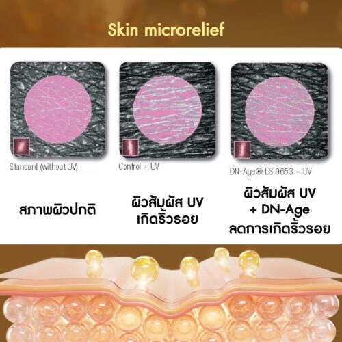 DN-Age LS 9547 สารสกัดใบเห็ดชุมเทศ ลดการเกิดผมหงอก/ต่อต้านริ้วรอยจากแสงแดด - Image 4