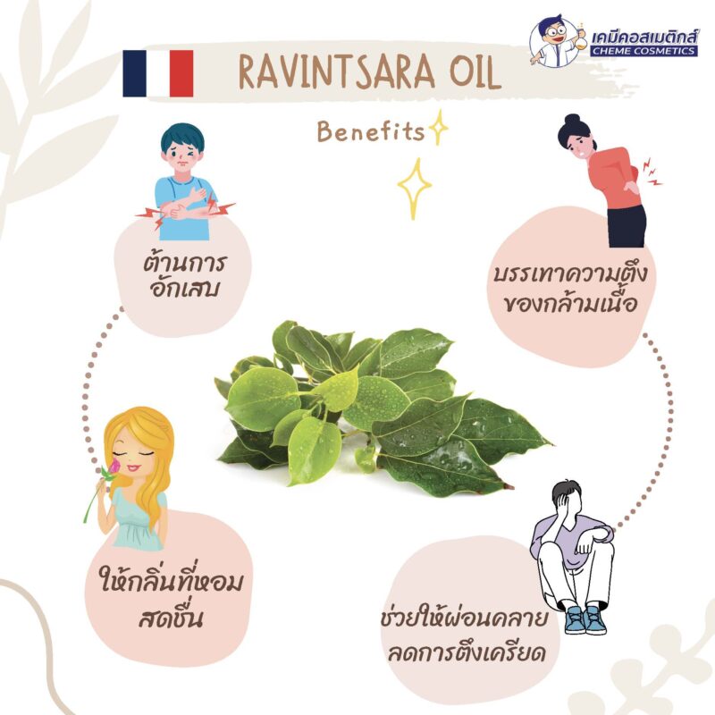 Ravintsara Oil น้ำมันหอมระเหยราวินทรา จากมาดากัสการ์ ต้านการอักเสบ ต่อต้านอนุมูลอิสระ ผ่อนคลายทางร่างกายและจิตใจ - Image 2