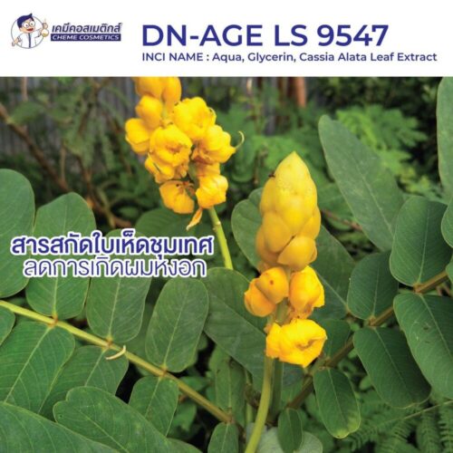 dn-agels9547