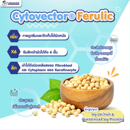 Cytovector Ferulic ทำหน้าที่เป็นสารที่มีคุณสมบัติช่วยเรื่อง Anti-Aging Agent ซึ่งเป็นไลโปโซมจากพืช - Image 3