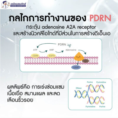 pdrn (4)
