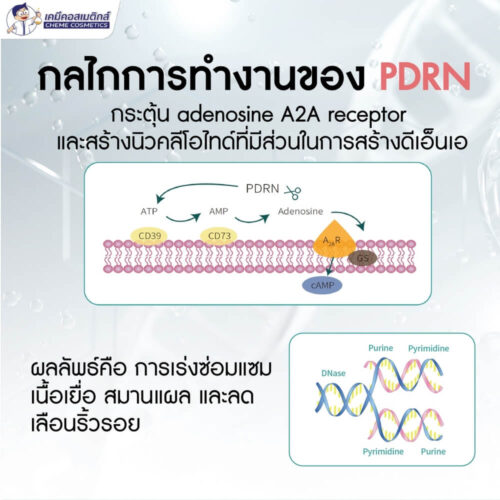 Alternative view of MC-PDRN (Polydeoxyribonucleotide 1%) สารสกัด DNA อสุจิปลาแซลมอน แบบน้ำ ฟีลเลอร์เติมเต็มริ้วรอยลึก ผิวเด้งใส อิ่มฟู ลดริ้วรอย