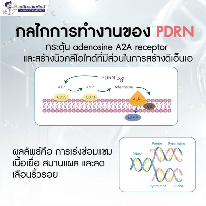 MC-PDRN (Polydeoxyribonucleotide 1%) สารสกัด DNA อสุจิปลาแซลมอน แบบน้ำ ฟีลเลอร์เติมเต็มริ้วรอยลึก ผิวเด้งใส อิ่มฟู ลดริ้วรอย - Image 2