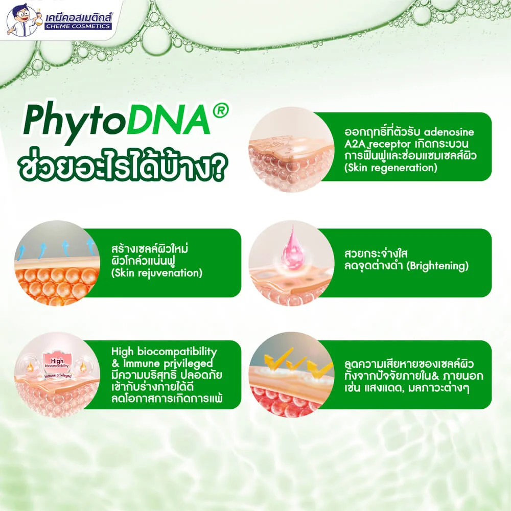 MC-Phyto DNA Rose สารสกัด Vegan PDRN จากกุหลาบดามาสก์ สัญลักษณ์แห่งความงาม ลดริ้วรอยลึก ผิวยืดหยุ่นเนียนนุ่ม - Image 3