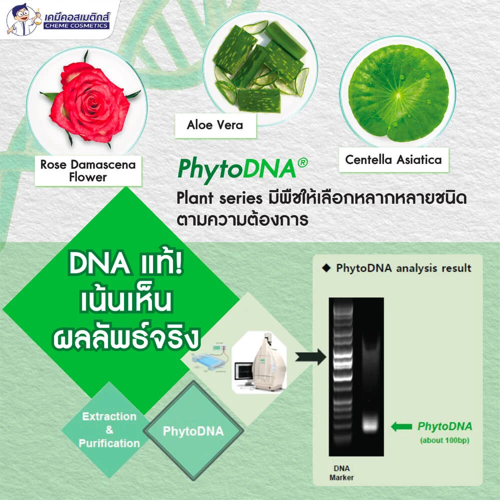 MC-Phyto DNA Rose สารสกัด Vegan PDRN จากกุหลาบดามาสก์ สัญลักษณ์แห่งความงาม ลดริ้วรอยลึก ผิวยืดหยุ่นเนียนนุ่ม - Image 4