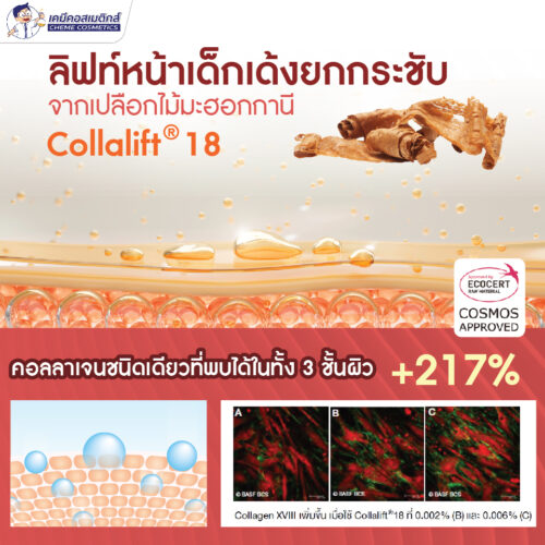 Collalift 18 BC 10014 สารสกัดจากเปลือกไม้มะฮอกกานี ช่วยเพิ่มการสร้าง Collagen XVIII ช่วยให้ผิวยืดหยุ่น แข็งแรง - Image 2