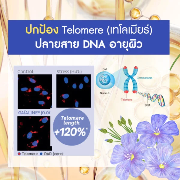 Gaïaline (ไกอาไลน์) สารสกัดลินสีดเข้มข้นจากฝรั่งเศส (French Linseed Oil) สารชะลอวัยปกป้องเทโลเมียร์ (Telomere) เทคโนโลยี Anti-Aging ล้ำสมัย เพื่อผิวเยาว์วัย ยืดอายุเซลล์ +120% เพื่อผิวและเส้นผมแข็งแรง - Image 2