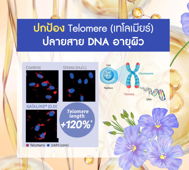 Gaïaline (ไกอาไลน์) สารสกัดลินสีดเข้มข้นจากฝรั่งเศส (French Linseed Oil) สารชะลอวัยปกป้องเทโลเมียร์ (Telomere) เทคโนโลยี Anti-Aging ล้ำสมัย เพื่อผิวเยาว์วัย ยืดอายุเซลล์ +120% เพื่อผิวและเส้นผมแข็งแรง - Image 2