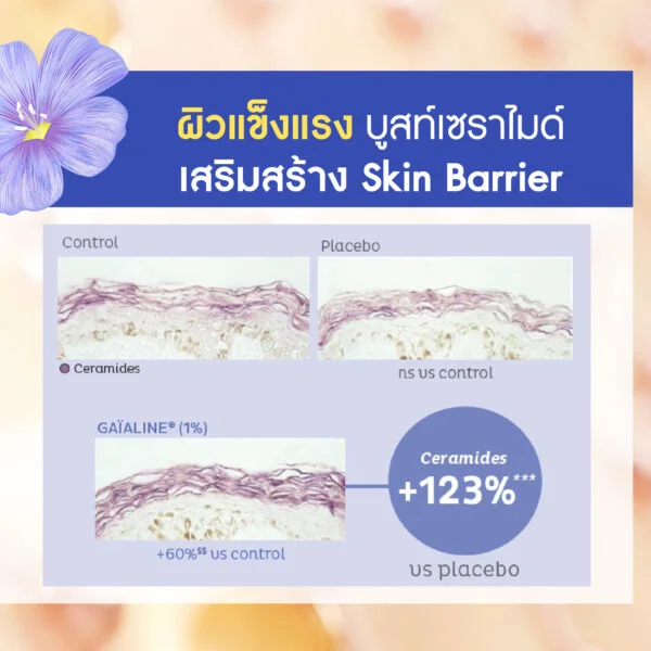 Gaïaline (ไกอาไลน์) สารสกัดลินสีดเข้มข้นจากฝรั่งเศส (French Linseed Oil) สารชะลอวัยปกป้องเทโลเมียร์ (Telomere) เทคโนโลยี Anti-Aging ล้ำสมัย เพื่อผิวเยาว์วัย ยืดอายุเซลล์ +120% เพื่อผิวและเส้นผมแข็งแรง - Image 4