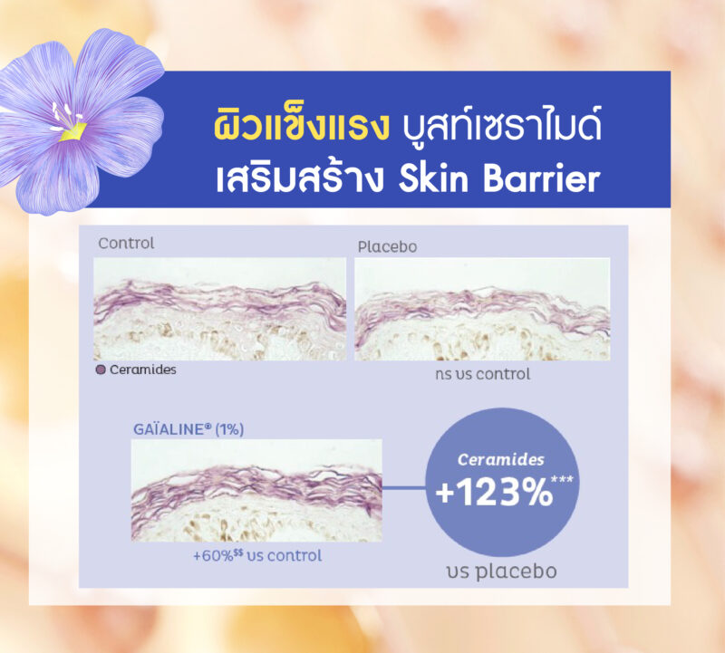 Gaïaline (ไกอาไลน์) สารสกัดลินสีดเข้มข้นจากฝรั่งเศส (French Linseed Oil) สารชะลอวัยปกป้องเทโลเมียร์ (Telomere) เทคโนโลยี Anti-Aging ล้ำสมัย เพื่อผิวเยาว์วัย ยืดอายุเซลล์ +120% เพื่อผิวและเส้นผมแข็งแรง - Image 4