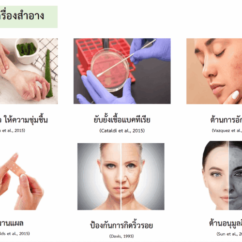 Aloe Vera Extract สารสกัดว่านหางจระเข้ไทยแท้ 100% ปลูกและดูแลด้วยมาตรฐานเกษตรอินทรีย์ ”หอมขจรฟาร์ม” สินค้าไทยคุณภาพระดับโลก - Image 3