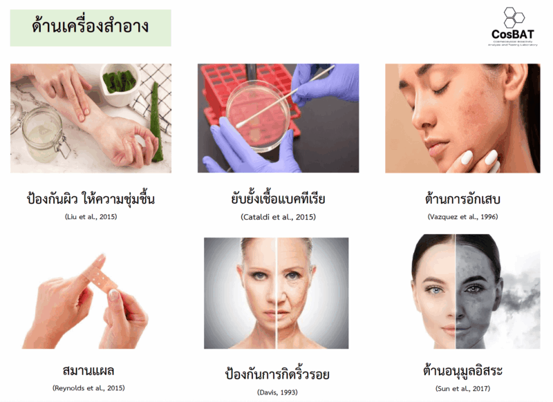 Aloe Vera Extract สารสกัดว่านหางจระเข้ไทยแท้ 100% ปลูกและดูแลด้วยมาตรฐานเกษตรอินทรีย์ ”หอมขจรฟาร์ม” สินค้าไทยคุณภาพระดับโลก - Image 3