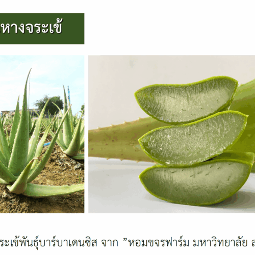 Aloe Vera Extract สารสกัดว่านหางจระเข้ไทยแท้ 100% ปลูกและดูแลด้วยมาตรฐานเกษตรอินทรีย์ ”หอมขจรฟาร์ม” สินค้าไทยคุณภาพระดับโลก - Image 4