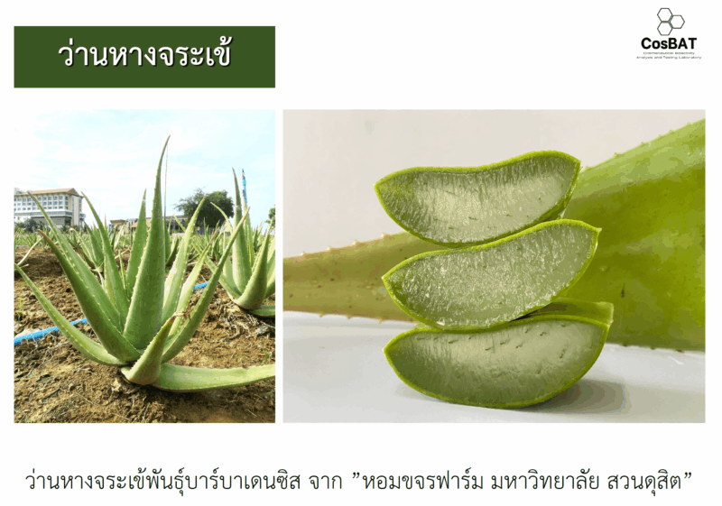 Aloe Vera Extract สารสกัดว่านหางจระเข้ไทยแท้ 100% ปลูกและดูแลด้วยมาตรฐานเกษตรอินทรีย์ ”หอมขจรฟาร์ม” สินค้าไทยคุณภาพระดับโลก - Image 2