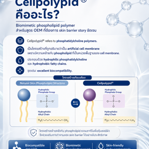 Cellpolypid-PMB 8100E (Polyquaternium-51) ระบบกักเก็บและปล่อยความชุ่มชื้นอย่างต่อเนื่อง ยาวนานกว่า HA โครงสร้างเลียนแบบเยื่อหุ้มเซลล์ผิว ซ่อม Barrier ลดการระคายเคือง - Image 3