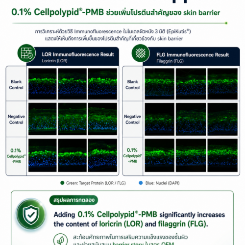 Cellpolypid-PMB 8100E (Polyquaternium-51) ระบบกักเก็บและปล่อยความชุ่มชื้นอย่างต่อเนื่อง ยาวนานกว่า HA โครงสร้างเลียนแบบเยื่อหุ้มเซลล์ผิว ซ่อม Barrier ลดการระคายเคือง - Image 5