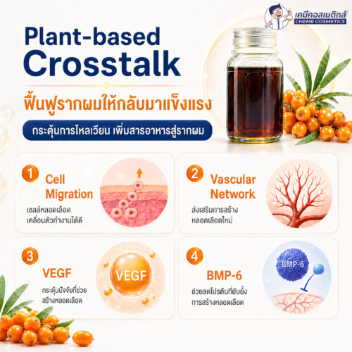 Aloversil BC10156 (Hippophae Rhamnoides Kernel Extract) สารสกัดเปปไทด์จากซีบัคธอร์น เพื่อกระตุ้นการงอกใหม่ของเส้นผม ปลุกรูขุมขนที่ซบเซา ชะลอผมร่วง เพิ่มความหนาแน่นของเส้นผม - Image 5