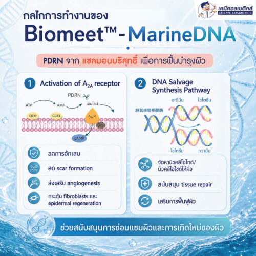 Biomeet MarineDNA (PDRN) DNA แซลมอนบริสุทธิ์ กระตุ้นการฟื้นฟูผิวระดับเซลล์ ต่อต้านริ้วรอยแบบ Self-Healing - Image 3