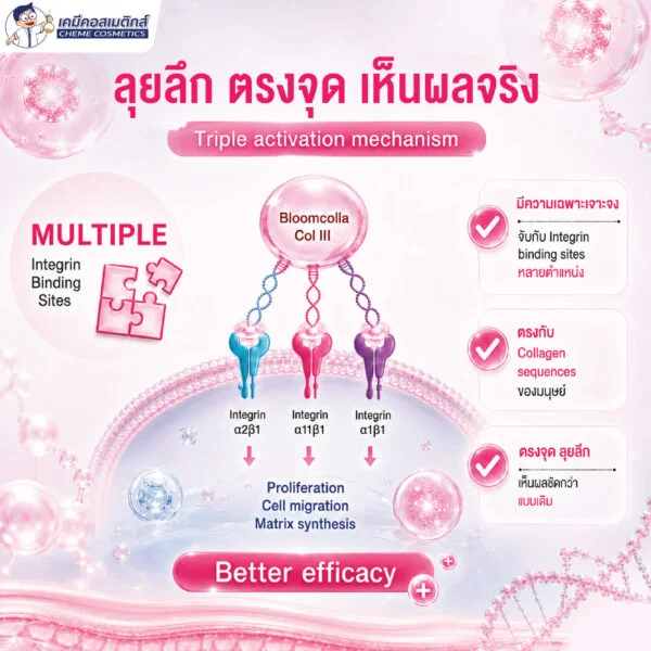 Bloomcolla Col III (Collagen Type III) คอลลาเจนไทป์ 3 รีคอมบิแนนท์ ฟื้นฟูและปลอบประโลมผิวแพ้ง่าย เหมือนคอลลาเจนมนุษย์ 100% - Image 4
