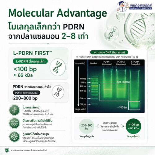 L-PDRN FIRST สารสกัด PDRN (Vegan) จุลินทรีย์ รายแรกของโลกที่มีงานวิจัยตีพิมพ์ระดับ SCI รองรับ (SCI-PUBLISHED WORLD'S FIRST) เข้มข้นด้วย Hydrolyzed DNA สูงถึง 10% (DNA เล็กกว่า 2–8×) ฟื้นฟู สงบผิว เสริมเกราะผิวแข็งแรง - Image 3