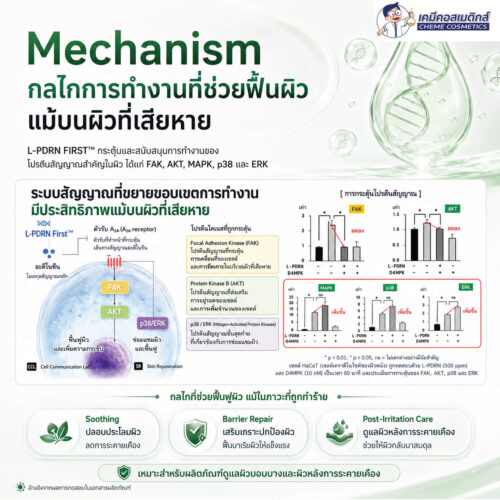 L-PDRN FIRST สารสกัด PDRN (Vegan) จุลินทรีย์ รายแรกของโลกที่มีงานวิจัยตีพิมพ์ระดับ SCI รองรับ (SCI-PUBLISHED WORLD'S FIRST) เข้มข้นด้วย Hydrolyzed DNA สูงถึง 10% (DNA เล็กกว่า 2–8×) ฟื้นฟู สงบผิว เสริมเกราะผิวแข็งแรง - Image 6