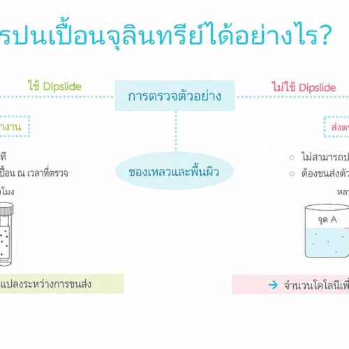 Germcount Combi Dipslide (Ashland) ชุดตรวจนับเชื้อจุลินทรีย์ 2-in-1 แบคทีเรีย + ยีสต์/รา อ่านผลง่าย ไม่ต้องใช้ห้องแล็บ ไม่ต้องมีพื้นฐานจุลชีววิทยา - Image 3