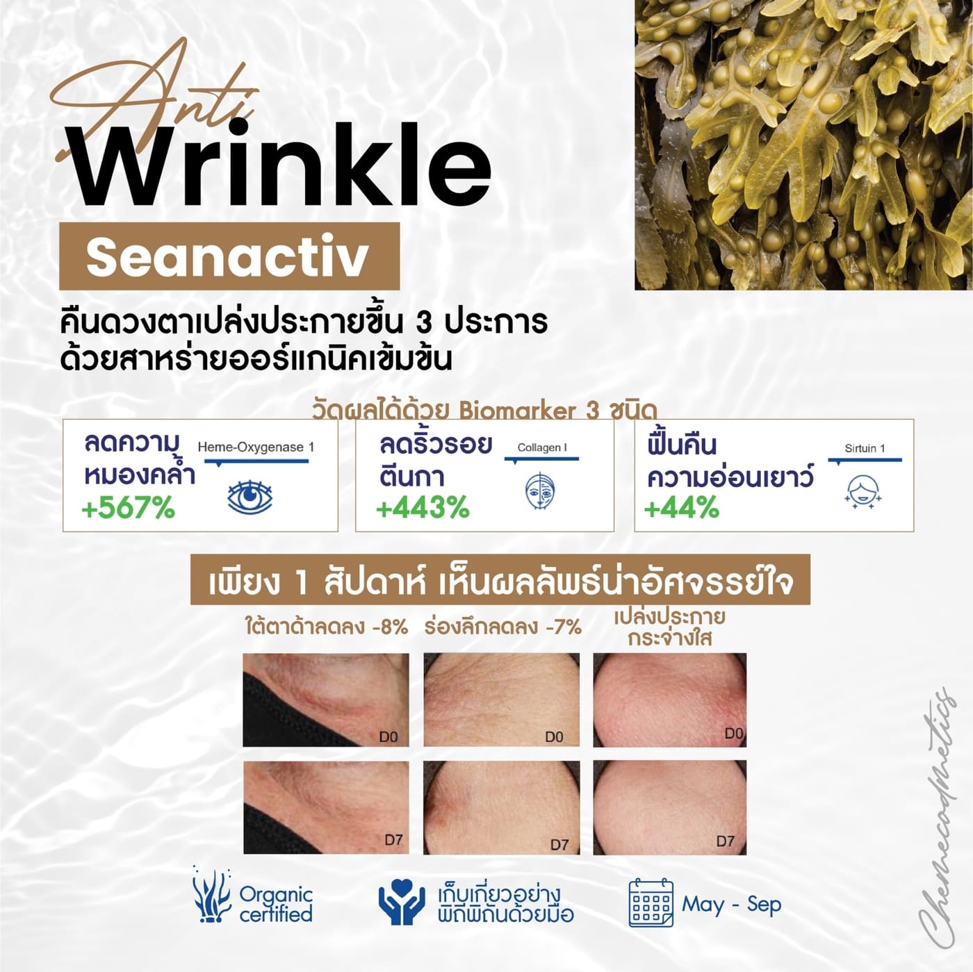 Anti Wrinkle - Seanactiv