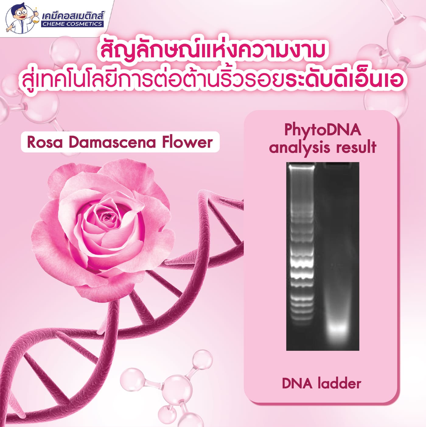 เทคโนโลยี PhytoDNA จากกุหลาบ