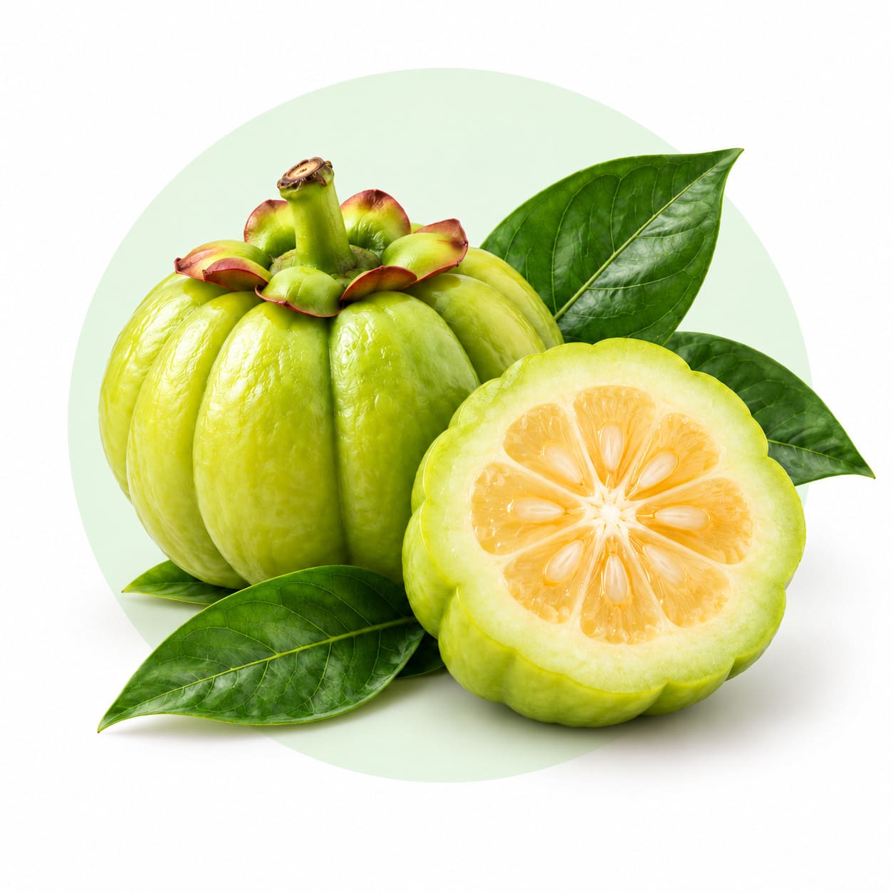 GARCINIA EXTRACT